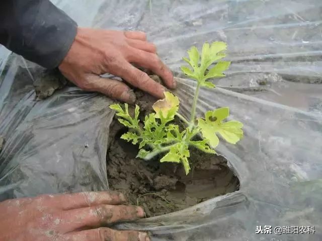 瓜苗因受药害迟迟不长怎么办,瓜苗受寒不长怎么办呢