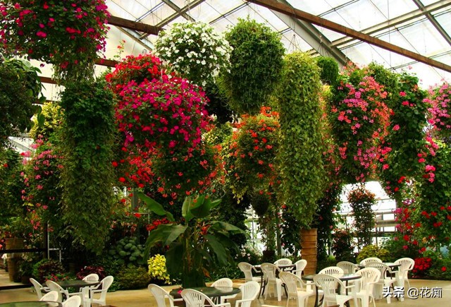 这些花,当年种当年轻松变花墙,好看还好养!