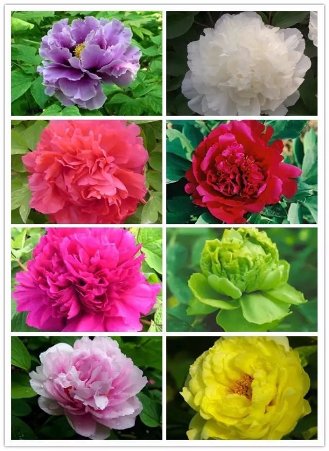 北方喜阴的室内植物花卉有哪些,喜阴耐寒的室外花卉植物有哪些