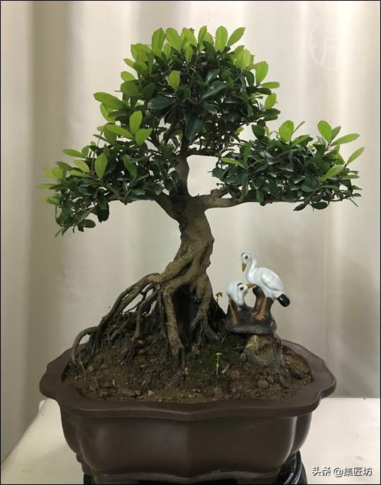 蚊母盆景植物,蚊母盆景的养殖方法