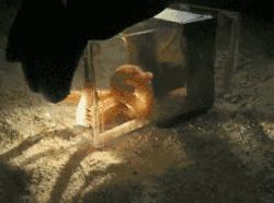 章鱼是寒武纪生物吗,章鱼有统治地球的能力吗