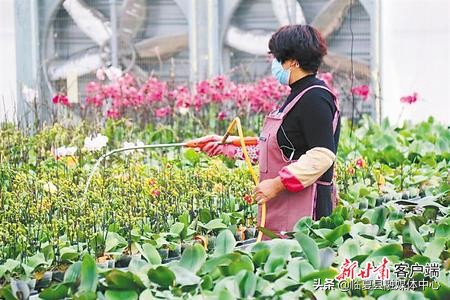 #疫情防控临夏在行动#【决战决胜脱贫攻坚】书写决战脱贫攻坚的春天答卷——肃全力推进脱贫攻坚任务落实纪实