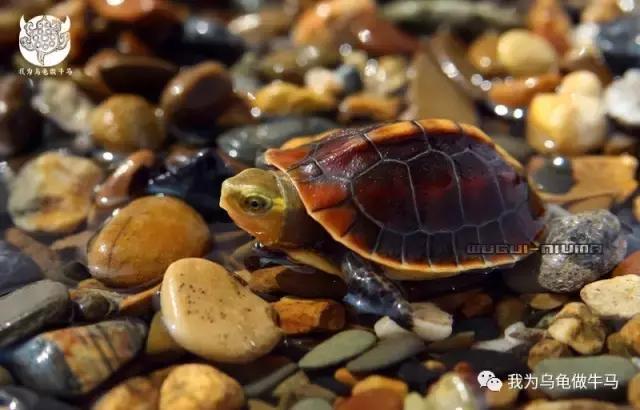 黄缘闭壳龟全集,黄缘闭壳龟和黄缘盒龟