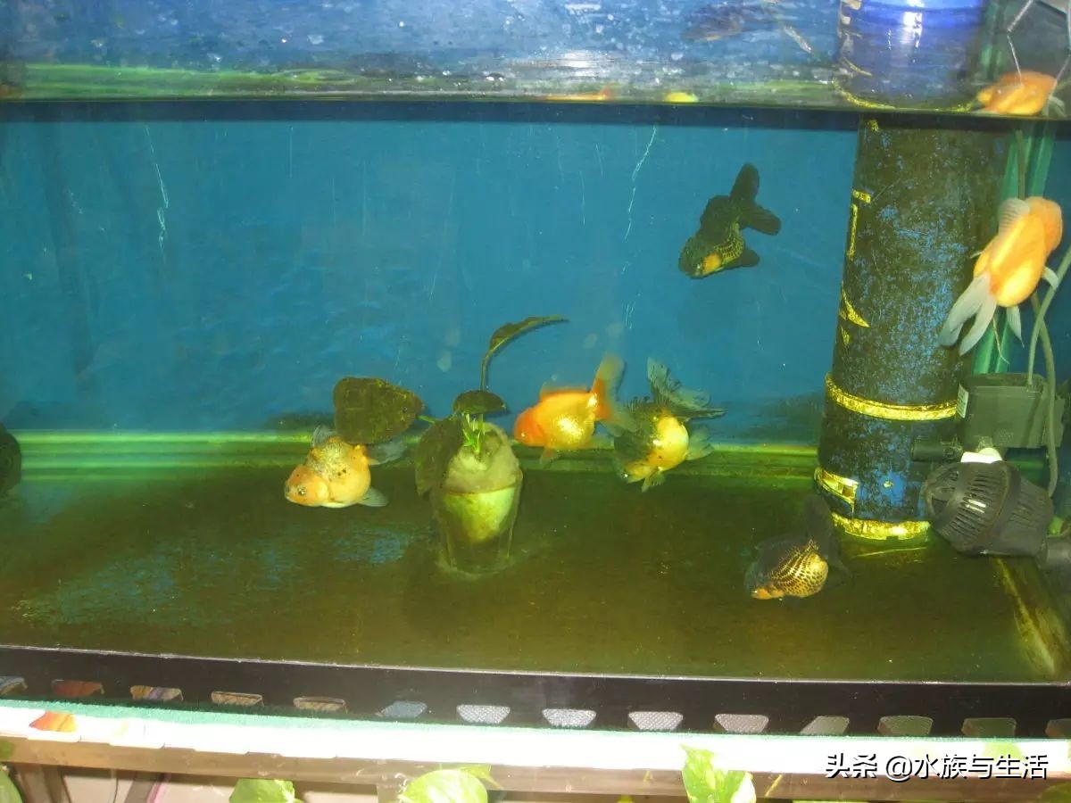 鱼缸除藻能手排名,鱼缸过滤除藻能手