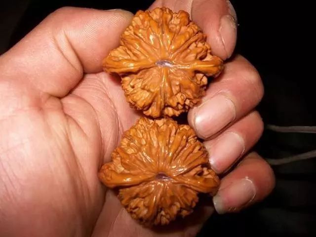 文玩核桃封脐,核桃封脐用什么东西最简单