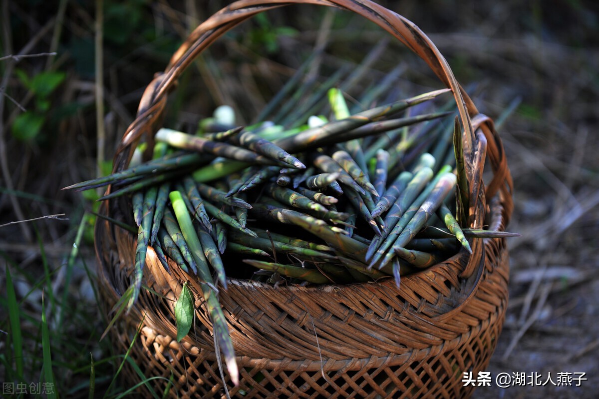 各种可以吃的野菜图片大全及名称 (100种野菜图片大全和名称和吃法)