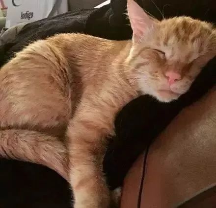 苦瓜脸的喵星人,苦瓜脸猫咪