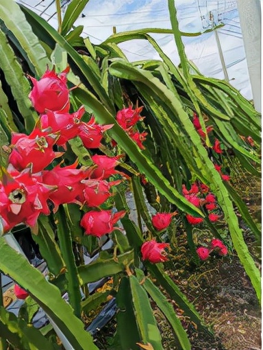 玫瓣裹雪影，芳心含芝粒——火龙果