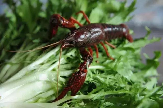 养小龙虾不投喂饲料能出好虾吗,养殖小龙虾要具备什么条件才能养