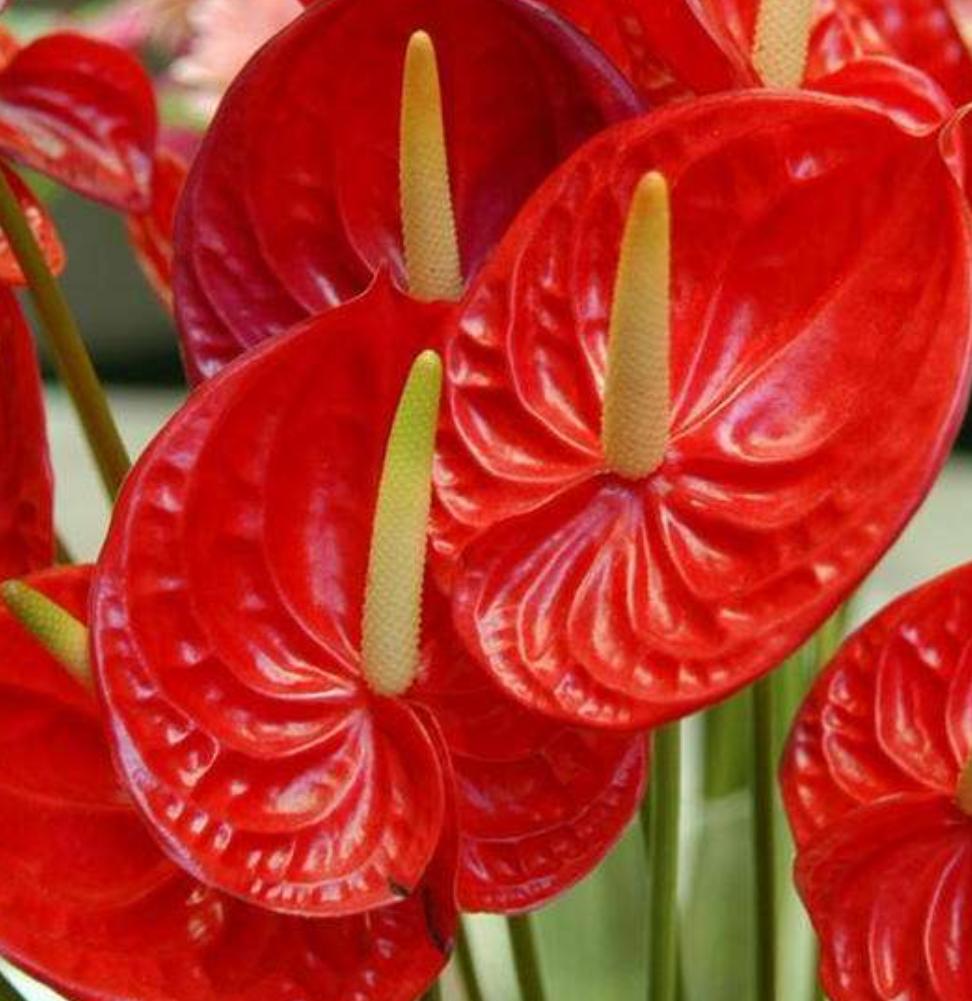 红掌养着养着叶子掉了是怎么回事,红掌根部黄叶干枯不开花怎么办