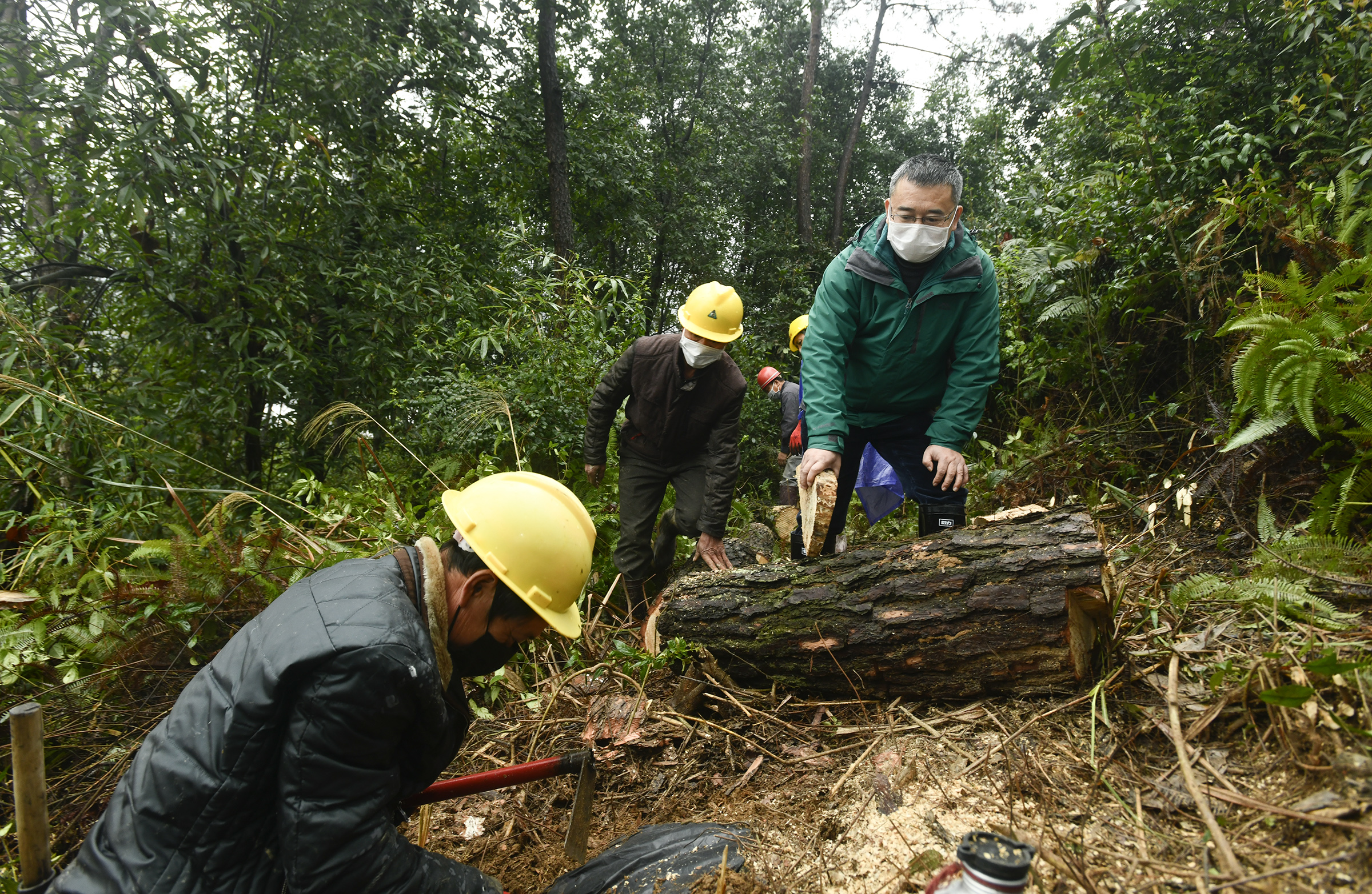 福建松材线虫病,植树造林抗击病毒