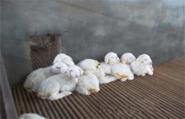 养羊怎么保证种羊生产率,养羊如何提高羊体重