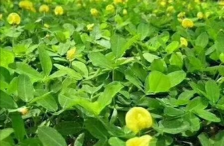 花生生长太旺盛怎么办,花生疯长拦不住怎么办