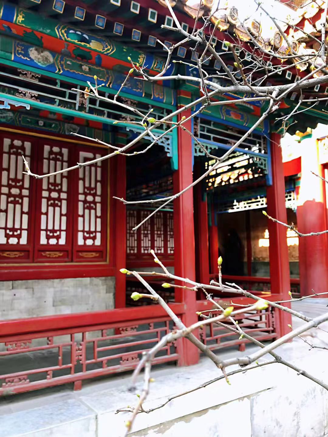 中华田园狮子猫多少钱一只,中华田园猫狮子猫蓝色眼睛