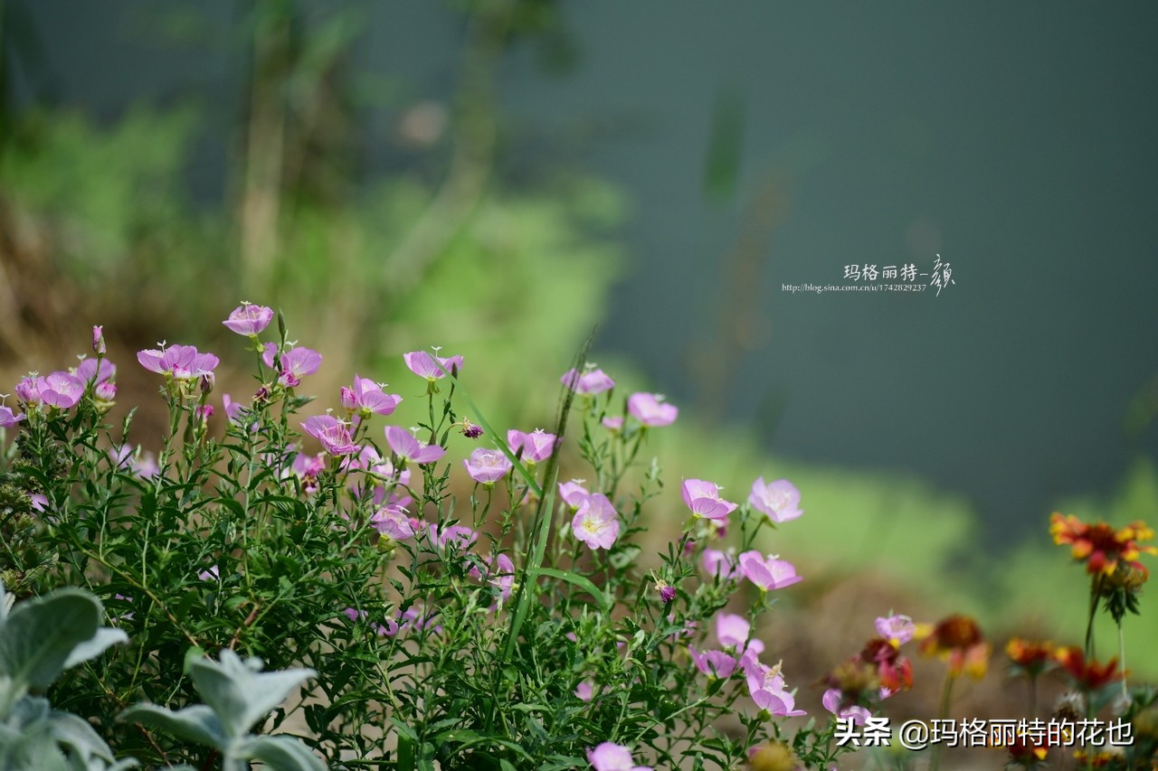 徒长花草怎样处理,徒长的树木怎么处理