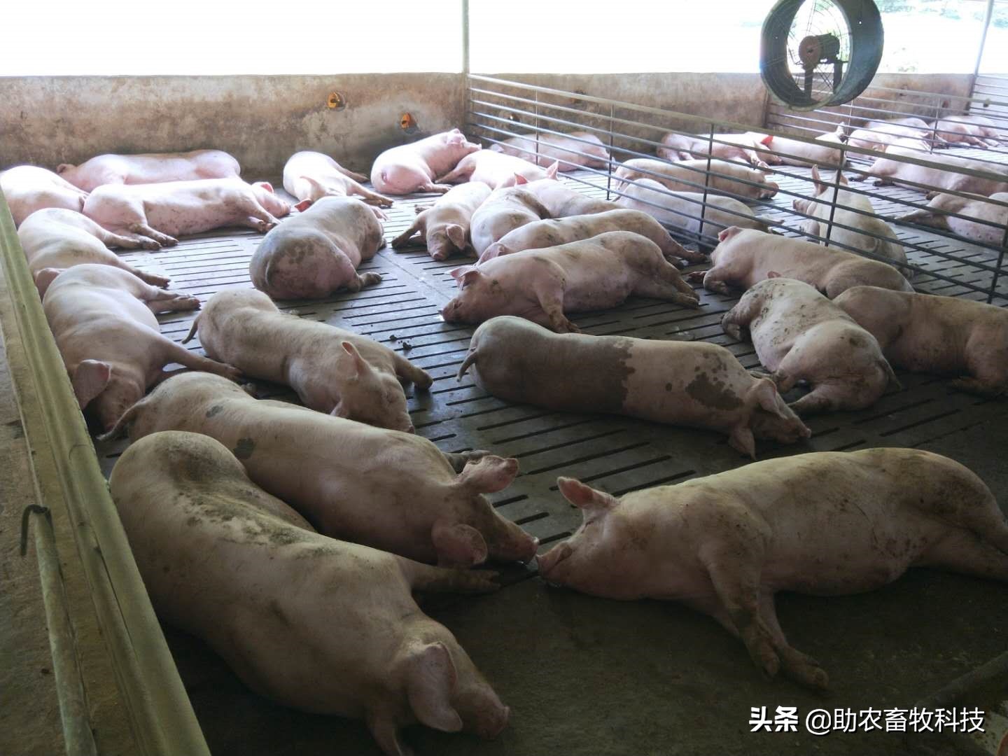 原创运用中草药防治非洲猪瘟有效吗？组方和有效防治措施分享