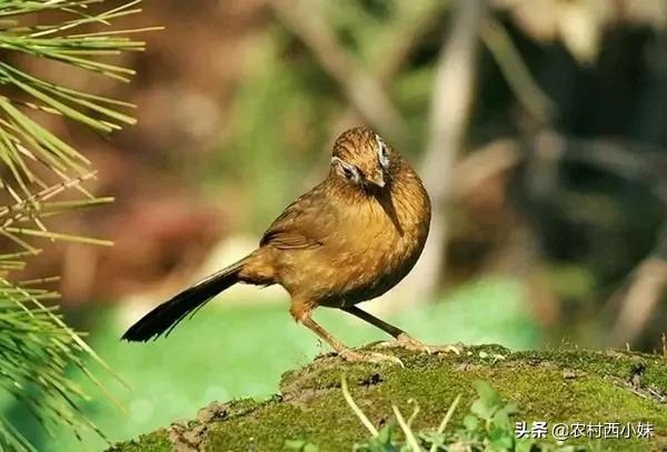 画眉鸟如何区分好与不好,如何鉴别画眉鸟的眼水好与不好