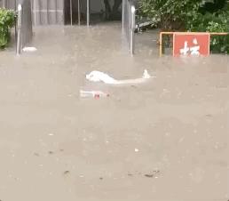 郑州遭遇特大暴雨主人带狗狗撤离,河南遭遇特大暴雨的小狗