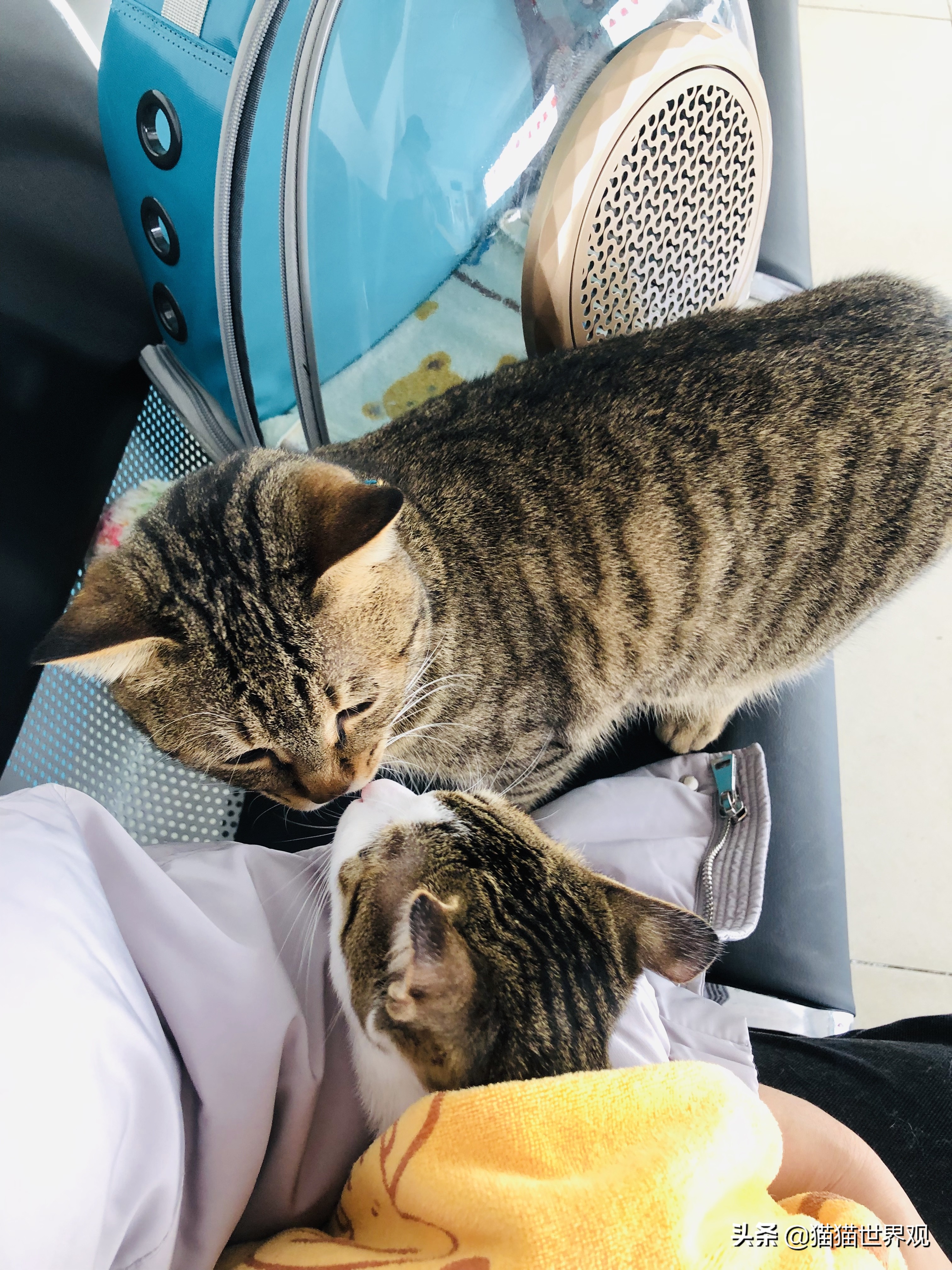 猫咪绝育手术后该如何护理才正确,猫咪绝育手术全过程母猫