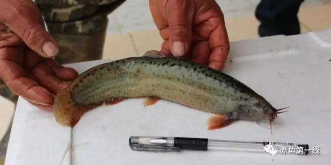 十种常见的水生动物,鳅科动物图片