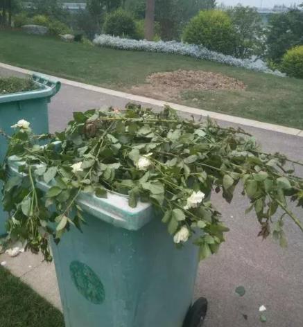 最容易烂根的四种花,花烂根了怎么救活