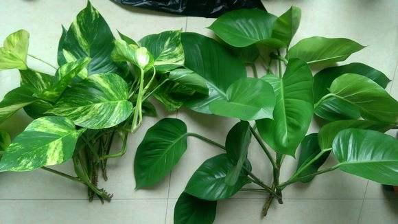 大叶绿萝黄叶怎么补救最快方法,大叶绿萝枝叶耷拉但是叶片不黄