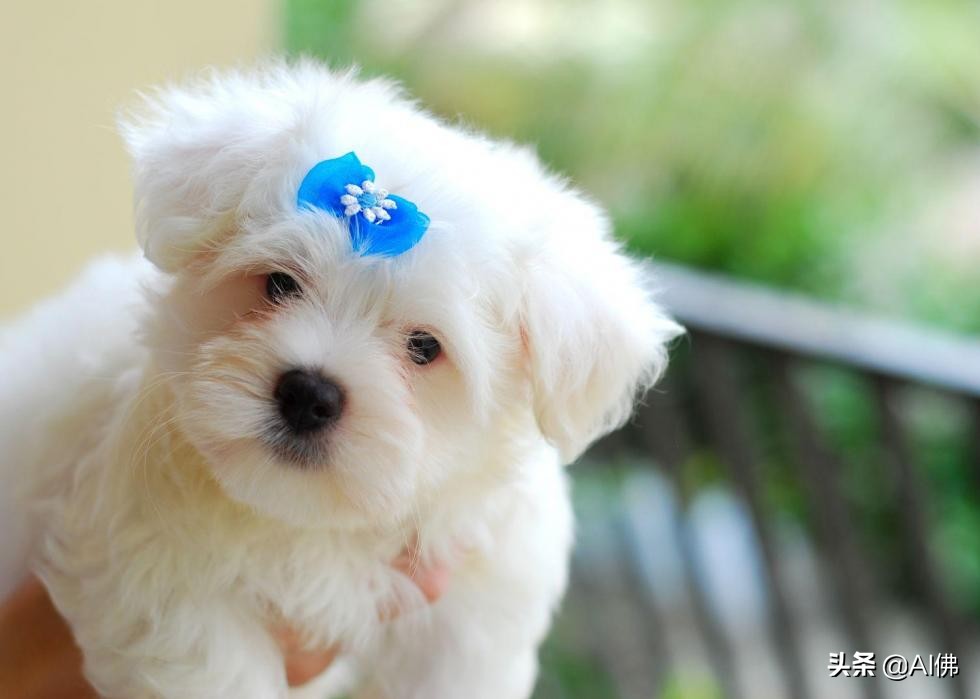 美国最受欢迎的100组小狗名字