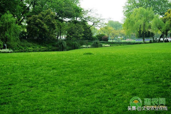 草坪种子是怎么样的,常见的草坪种子有哪些该如何育苗