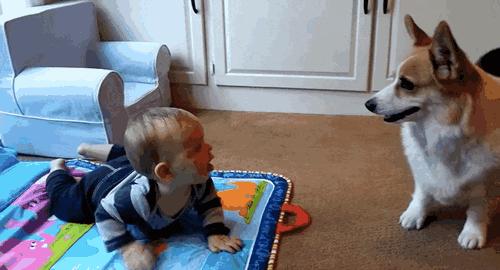 比格犬和柯基犬优缺点,威尔士柯基犬优缺点