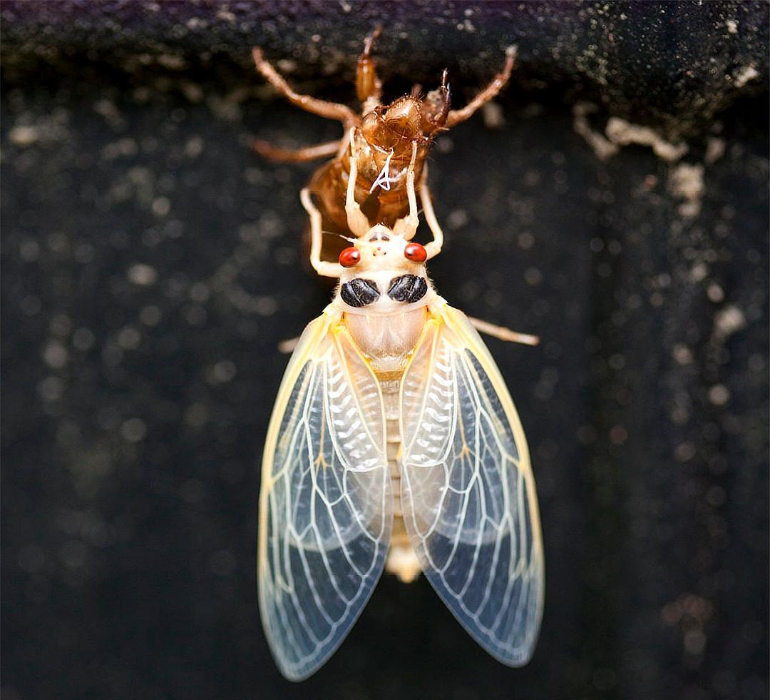蝉发出的高音，比除夕夜鞭炮声还大，相当于波音747从身边飞过