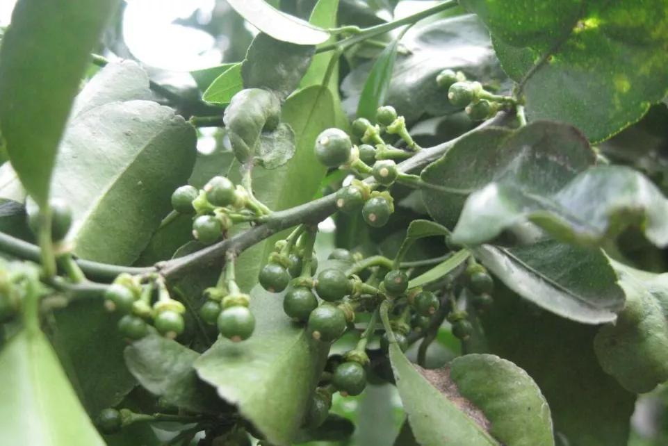 钙镁硼锌铁肥施蔬菜有害吗,钙镁硼锌防裂果