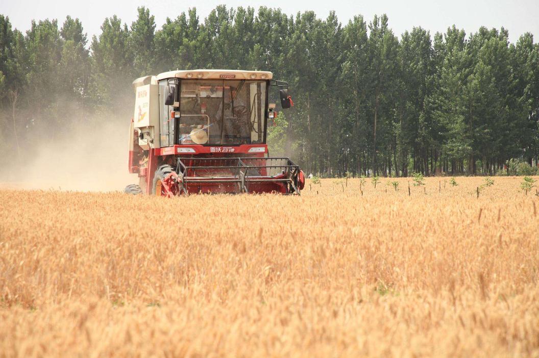 诗歌的收获,有关收麦子的古诗词有哪些