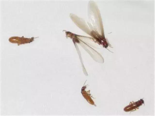 温州蚊子怎么这么多,蚊子警报