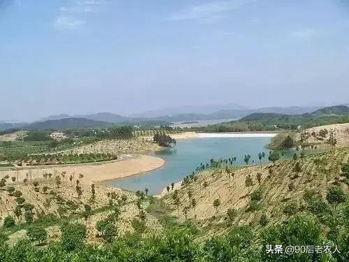 防缩果病裂果最简单的方法,苹果裂果病用什么治