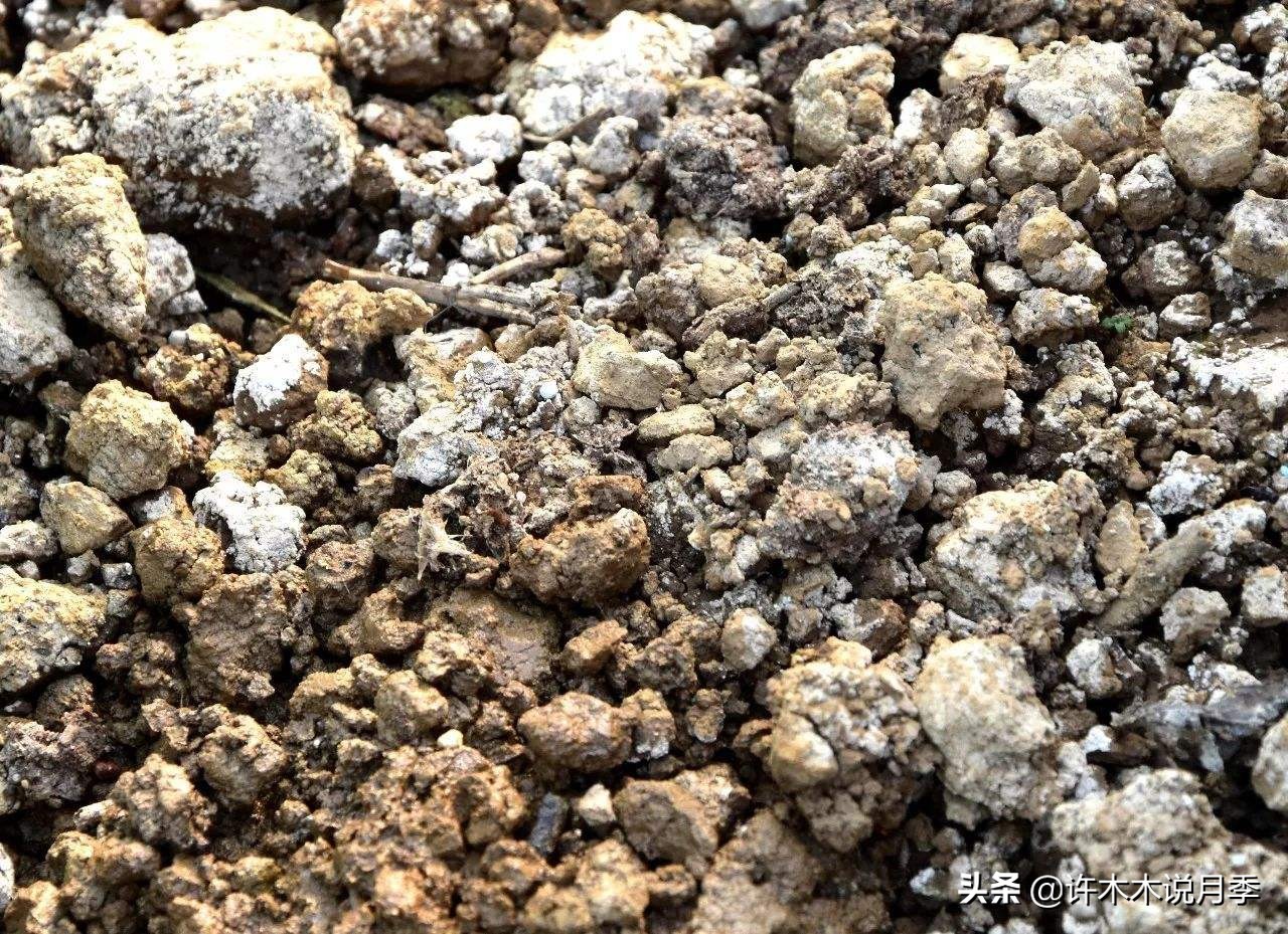 买到牙签苗怎么办,月季牙签苗能买吗