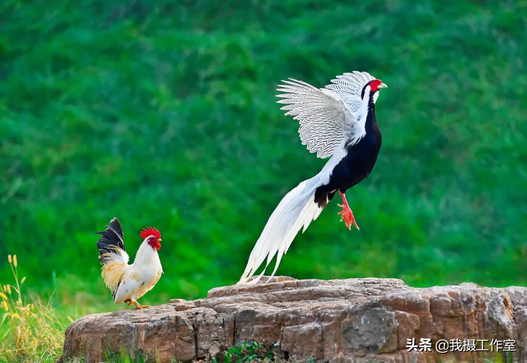 第16届国际摄影艺术展获奖作品,第29届全国摄影艺术展览作品集