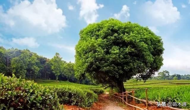 园林绿化苗木栽植为什么不易存活,苗木存活十大绝招