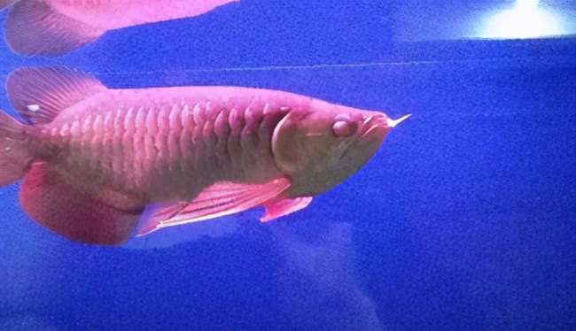 龙鱼疾病治疗视频,龙鱼常见病100种