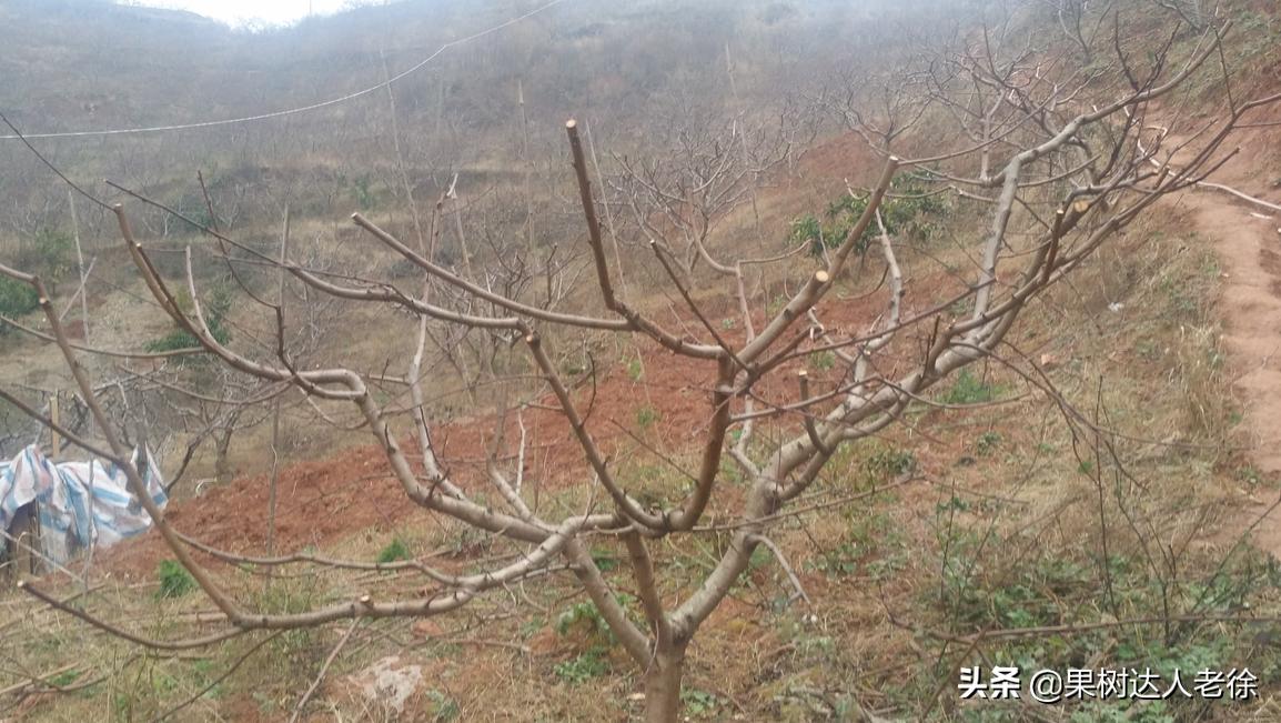 桃树长枝修剪视频,桃树长枝修剪方法