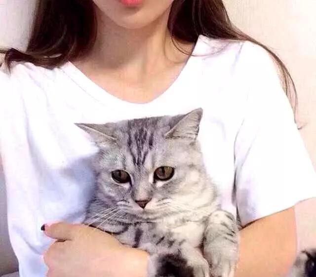 猫咪怎样才会放下戒备,猫咪应该怎样抱才不会乱跑