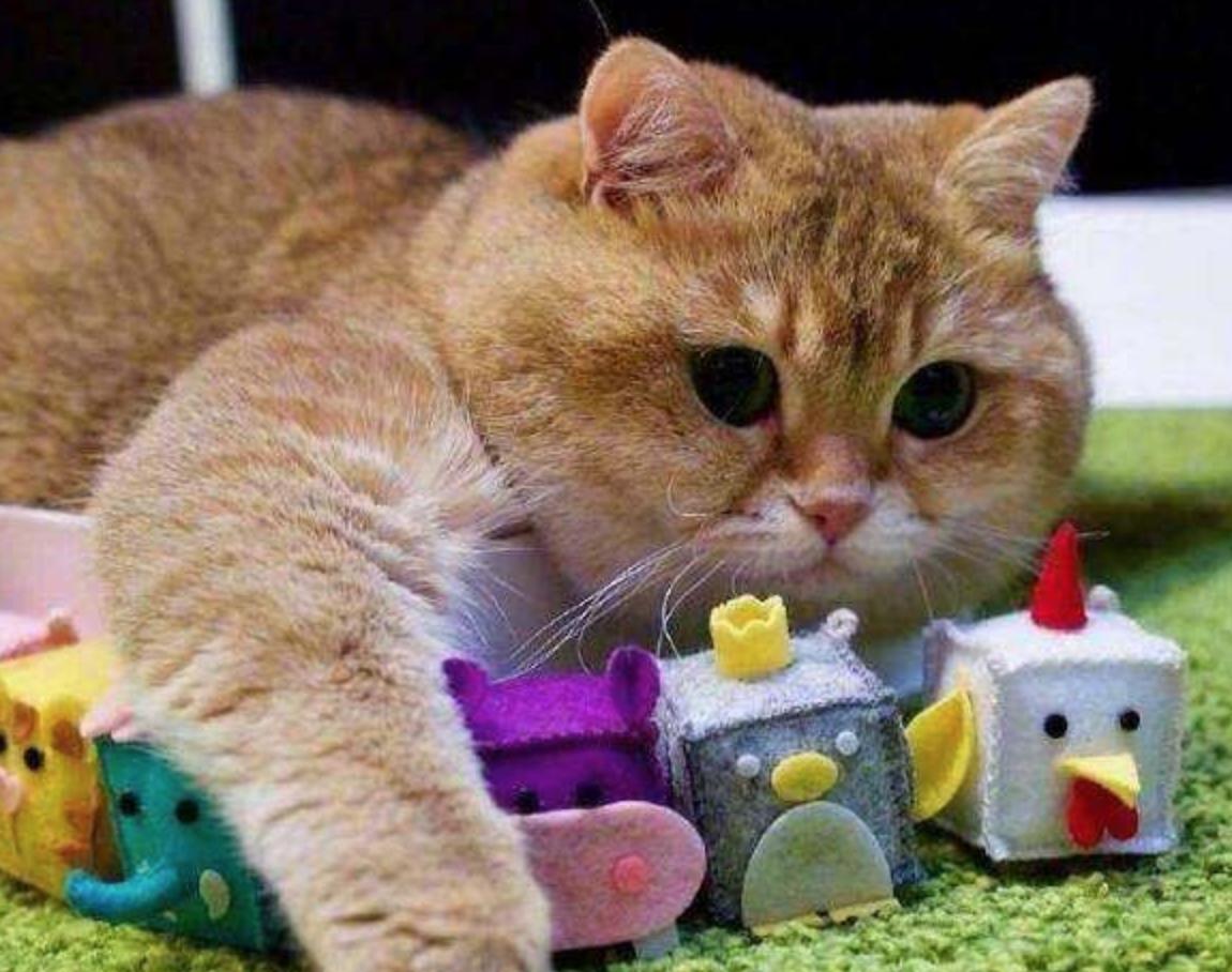 猫咪也有抑郁症吗,猫咪也有什么烦恼呢