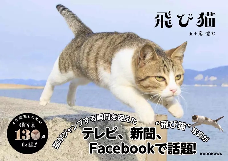 会打拳的猫叫什么,会打拳的猫发过的作品