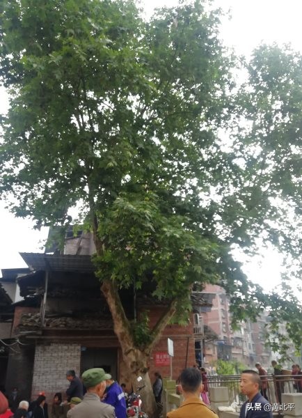 四川省达州市开江县中学,四川省达州市开江县