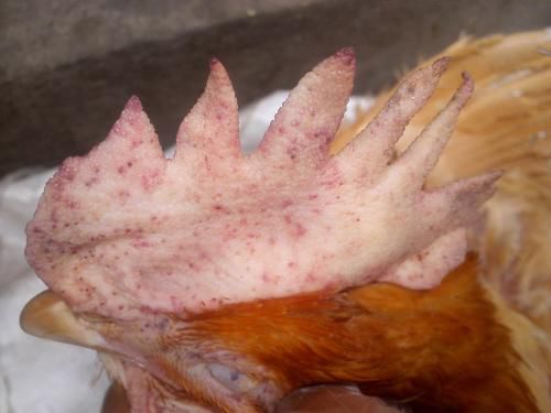 鸡白冠病的危害,鸡白冠病