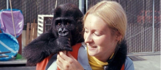 会1000多种人类手语的大猩猩,智商超过人类的猩猩完整版