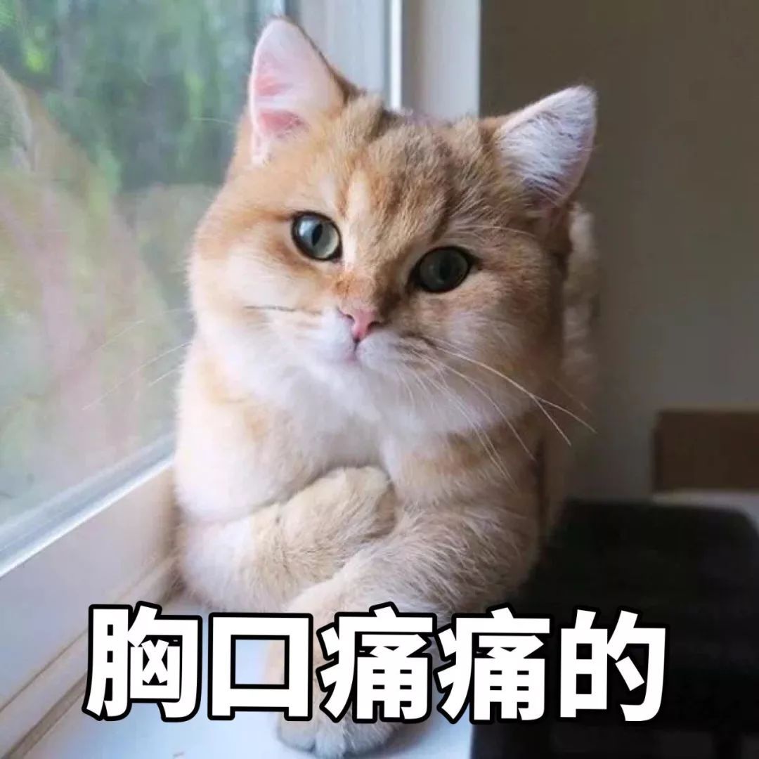猫咪突然换主人会怎么样,猫咪换主人会想念以前的主人吗