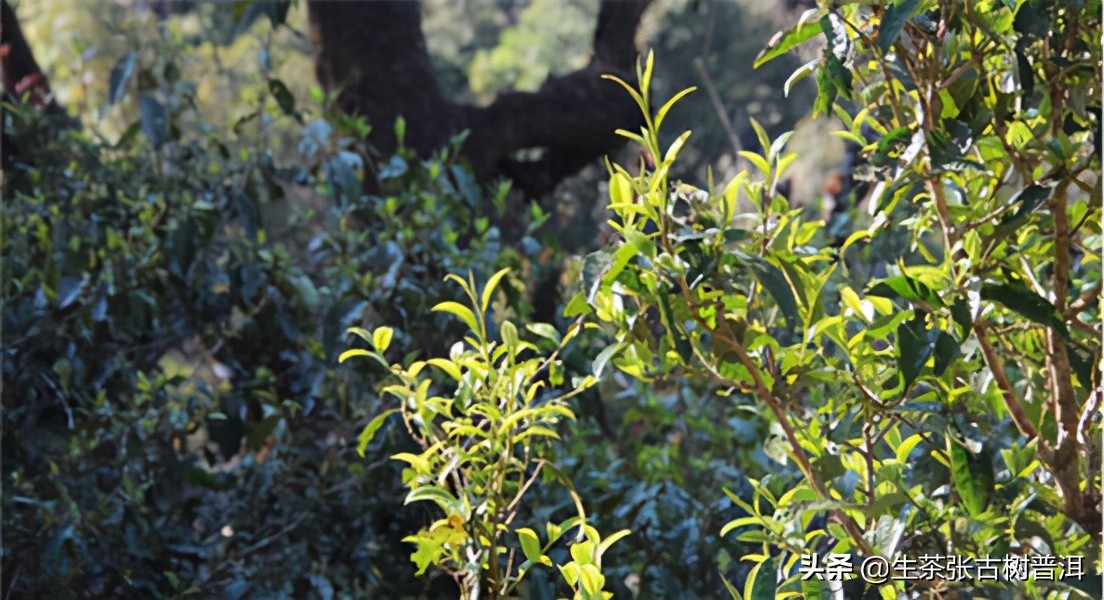 云南普洱茶十大茶山排行,普洱茶山头三大茶区