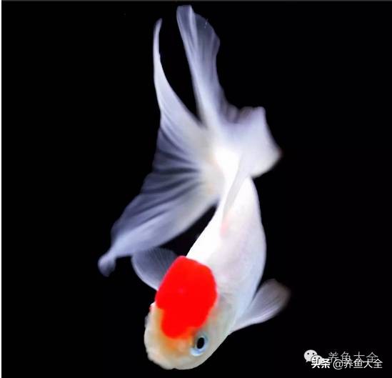 重庆户外养金鱼会冷死么,为什么养金鱼老是死