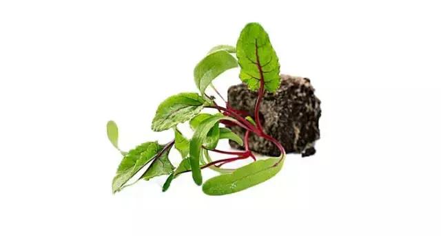 摆盘装饰花草叫什么名字,厨房摆盘装饰花草名称