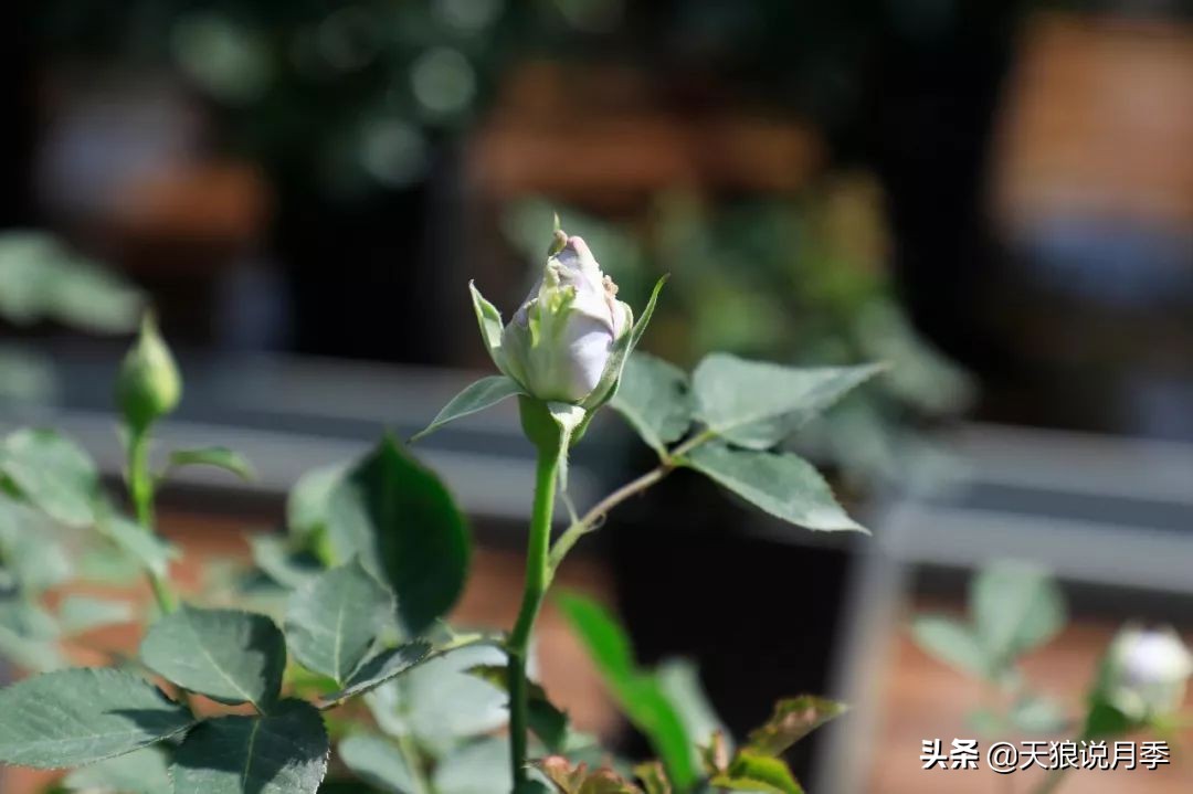 都说“最美人间四月天”，应该就是月季开花的模样吧！